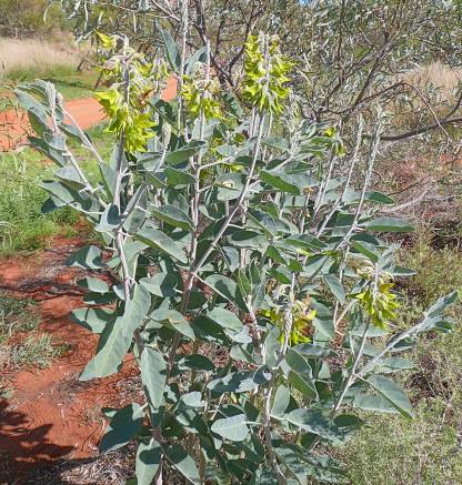 Zöld madárvirág - 5 mag-Clara Rosan