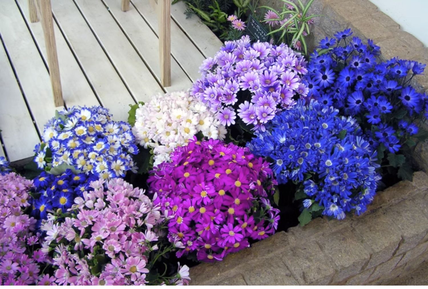 Cineraria Mix Virágmagok - Több mint 10 Színben-Clara Rosan