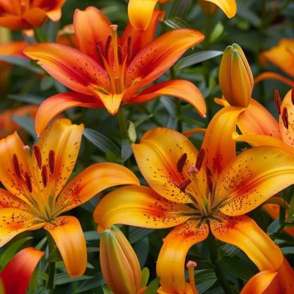 Sárga liliom - Ritka, gyönyörű liliomhagymák 🌸-Clara Rosan