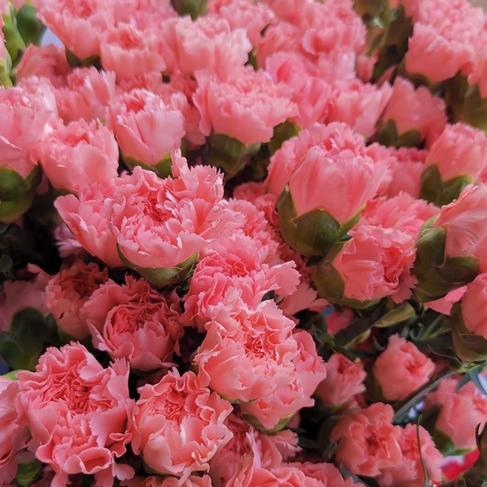 Dianthus Caryophyllus magok-Clara Rosan