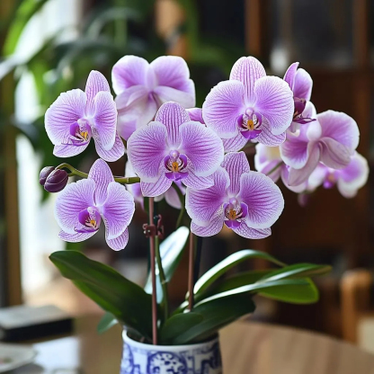 🦋Phalenopsis virágmagok-Clara Rosan