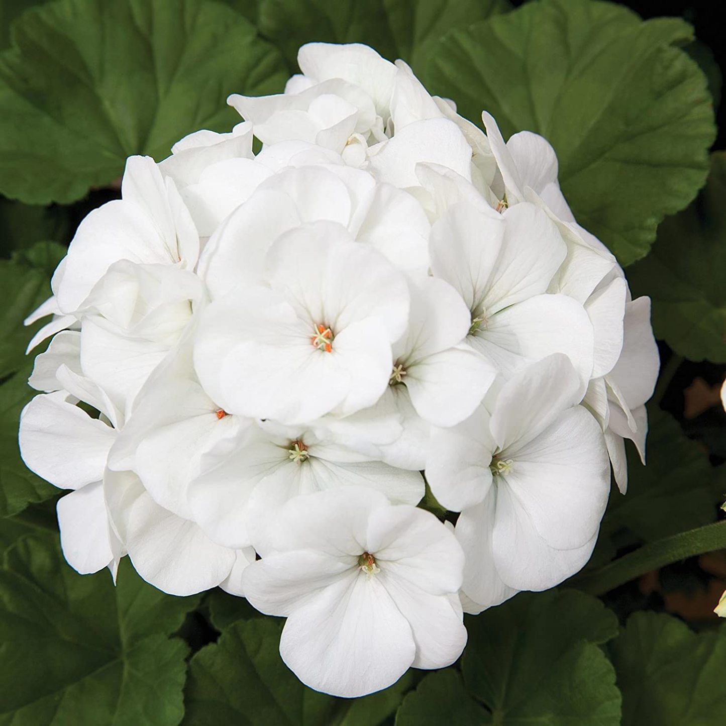 Geranium Pinto Prémium Fehér F1 Mag-Clara Rosan