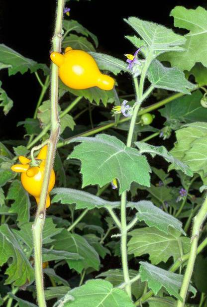 Nipple Fruit Seeds ~ Cow's Udder ~ Titty Fruit ~ Apple of Sodom (Solanum mammosum) ~ Nipplefruit Bizarre Fruit in the Solanum Family-Clara Rosan