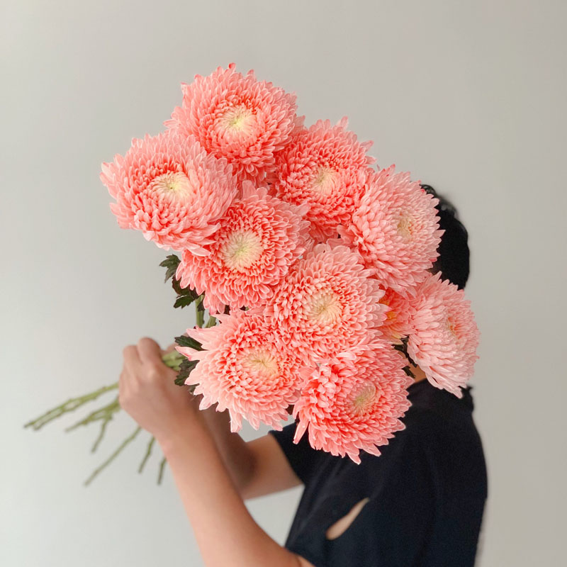 Ritka Kék-Fehér Porcelán Rózsaszín Pünkösdi Rózsa Kriszantém Magvak-Clara Rosan