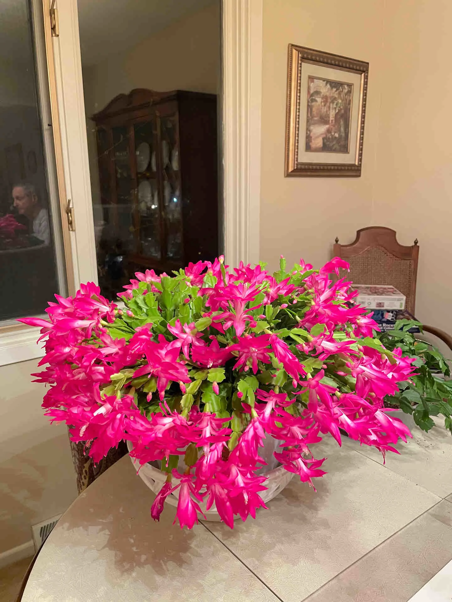 Rákkarom Orchidea - A hab a tortán-Clara Rosan