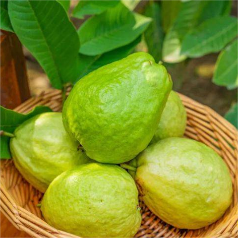 Rózsaszín Guava Magok Ültetéshez - Alkalmas Cserepekhez, Üvegházakhoz és Kültéri Kertekhez-Clara Rosan