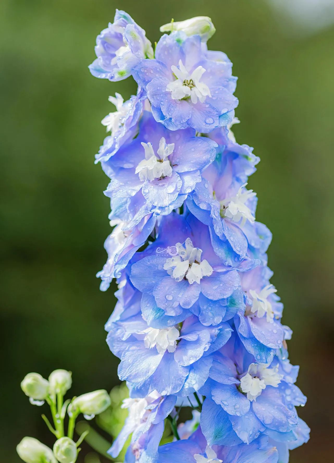 Delphinium magok - vegyes 7 szín-Clara Rosan