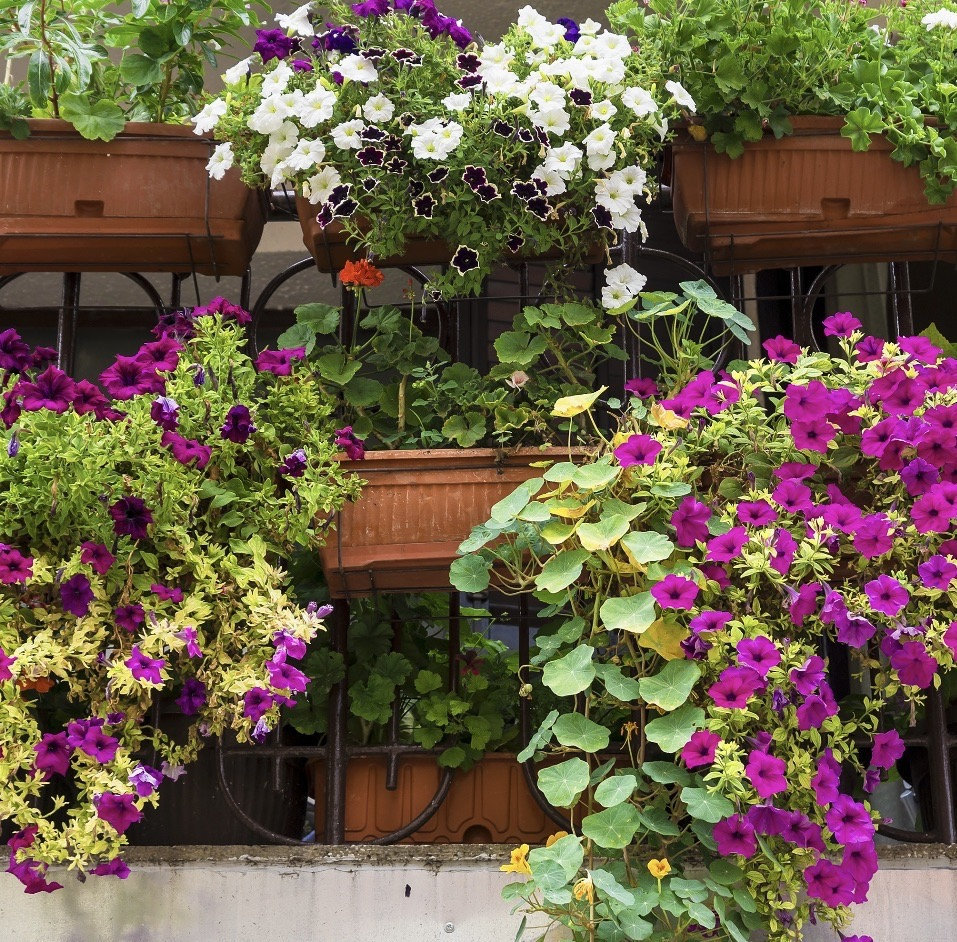 Városnéző keverék Veronica magok-Clara Rosan