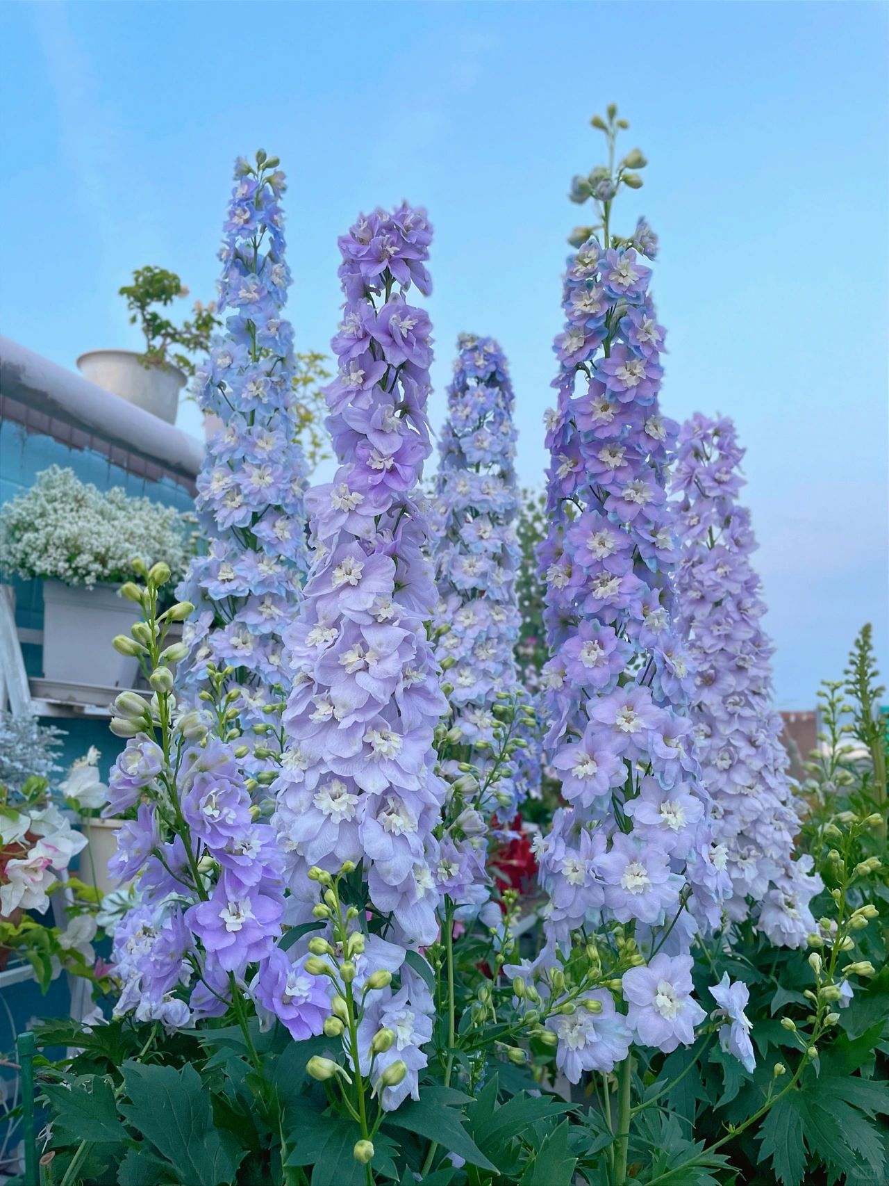 Delphinium magok - vegyes 7 szín-Clara Rosan