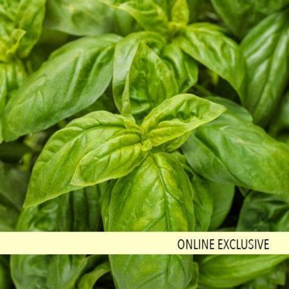 Pesto Besto Édes olasz bazsalikom-Clara Rosan