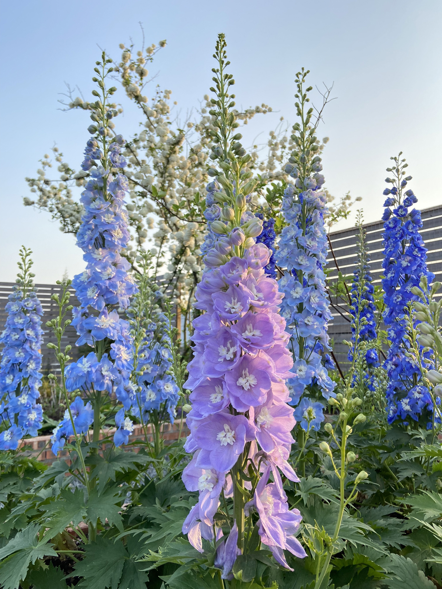 Delphinium magok - vegyes 7 szín-Clara Rosan