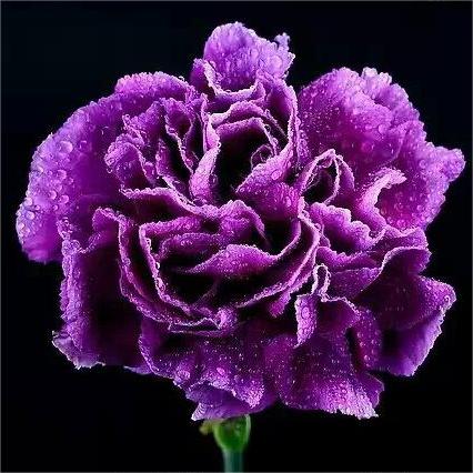 Dianthus Caryophyllus magok-Clara Rosan