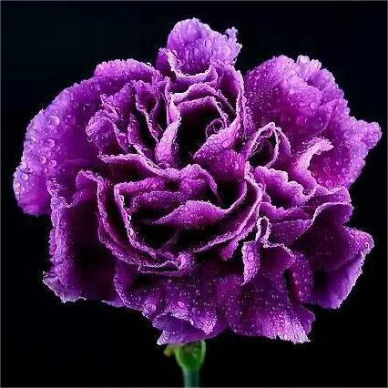 Dianthus Caryophyllus magok-Clara Rosan