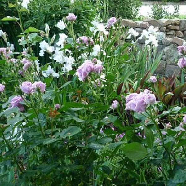 Világoskék futórózsa magok-Clara Rosan