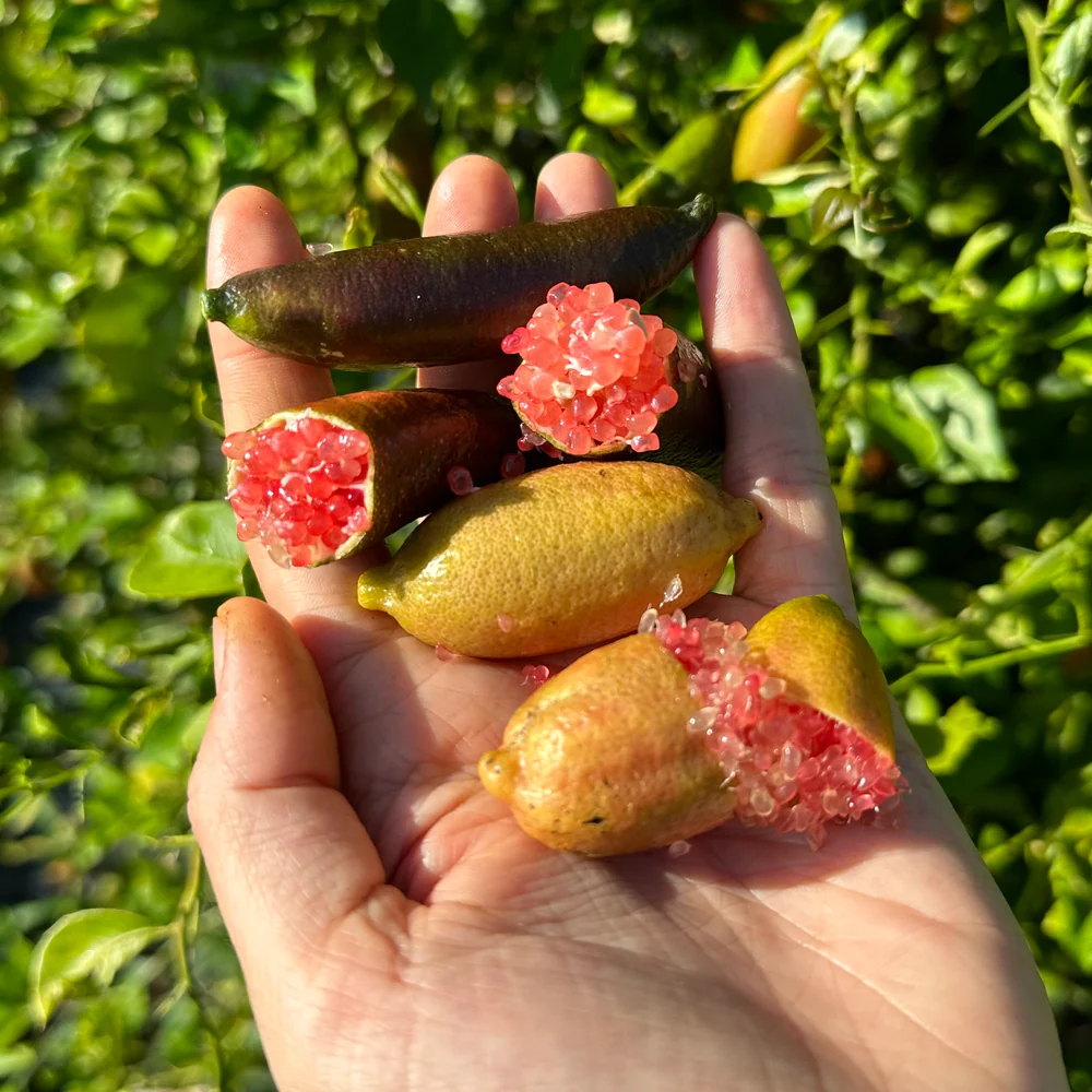 Ujjlime magok - Citrus Australasica-Clara Rosan
