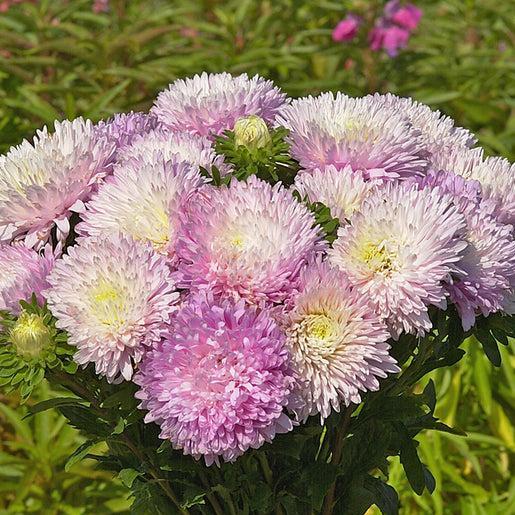 Királyméretű Appleblossom-Clara Rosan