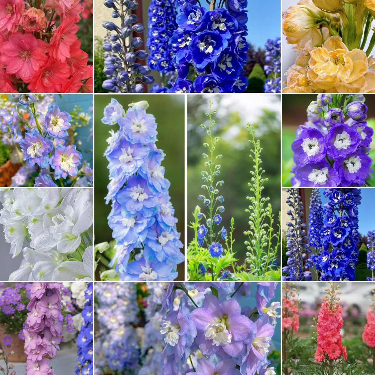 Delphinium magok - vegyes 7 szín-Clara Rosan