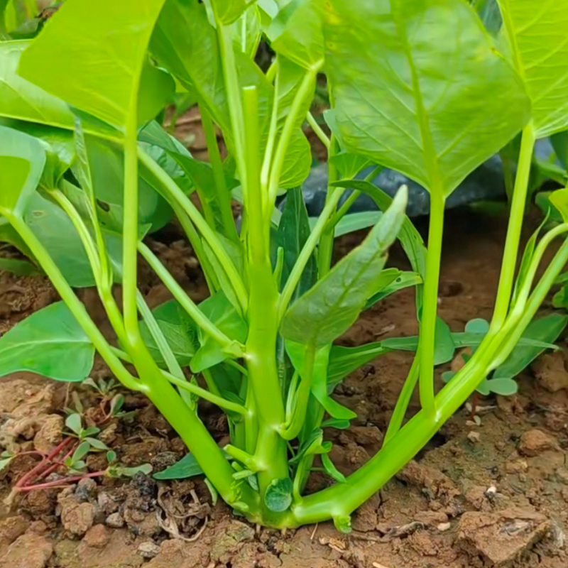 TRIPLE-STEM VÍZSPENÓT, KANGKONG, ONG CHOY MAGOK-Clara Rosan