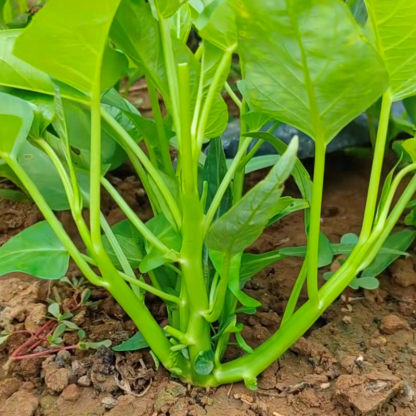 TRIPLE-STEM VÍZSPENÓT, KANGKONG, ONG CHOY MAGOK-Clara Rosan