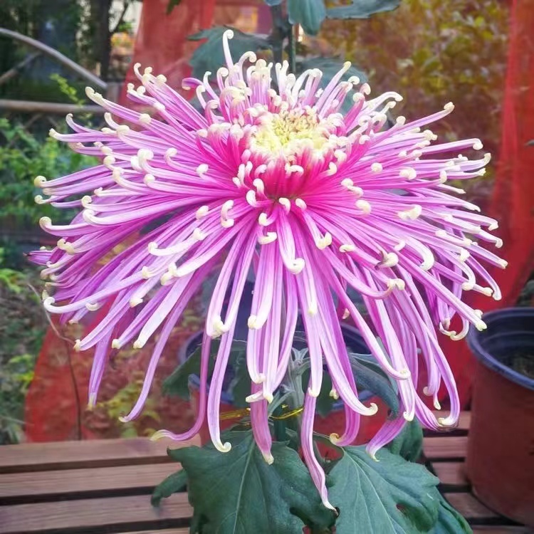 Vegyes Spider Mums Virágmagok - Több mint 20 Színben-Clara Rosan