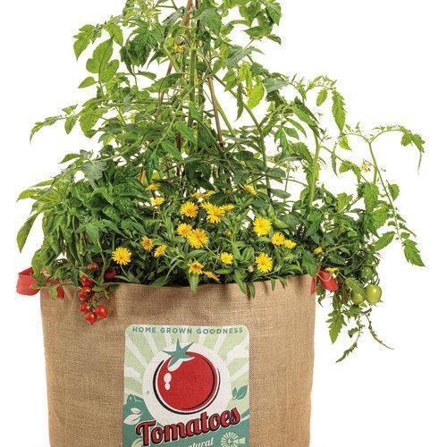 Kerti kincs paradicsomok-Clara Rosan