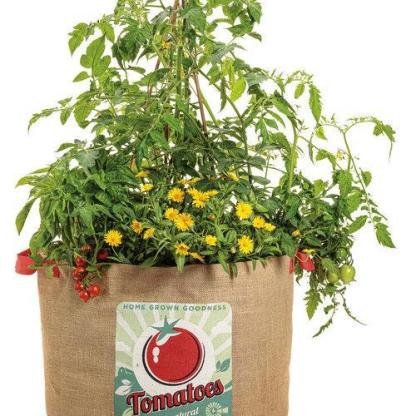 Kerti kincs paradicsomok-Clara Rosan