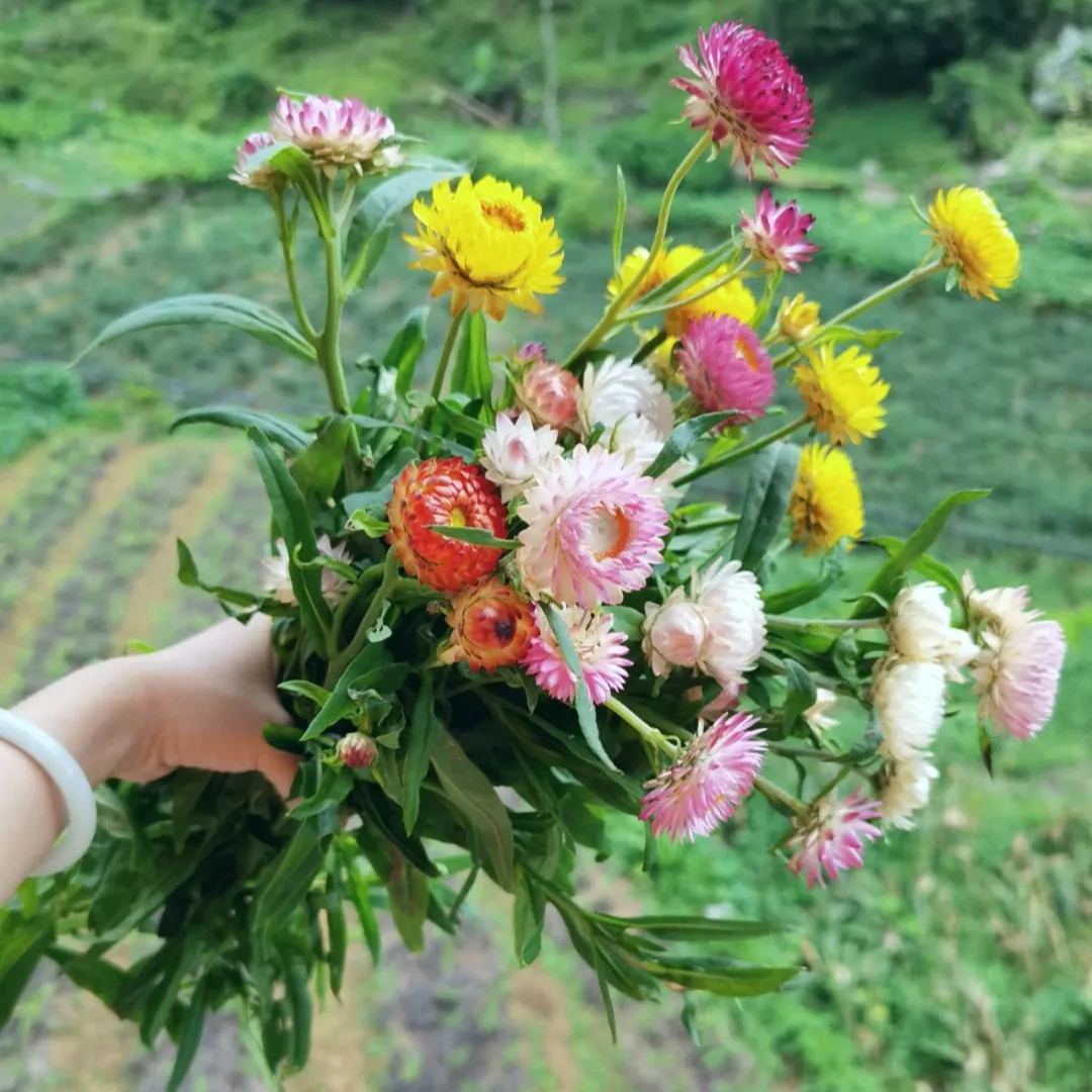 100 mag - vegyes szalmavirág Helichrysum virágmagok - örök virág-Clara Rosan