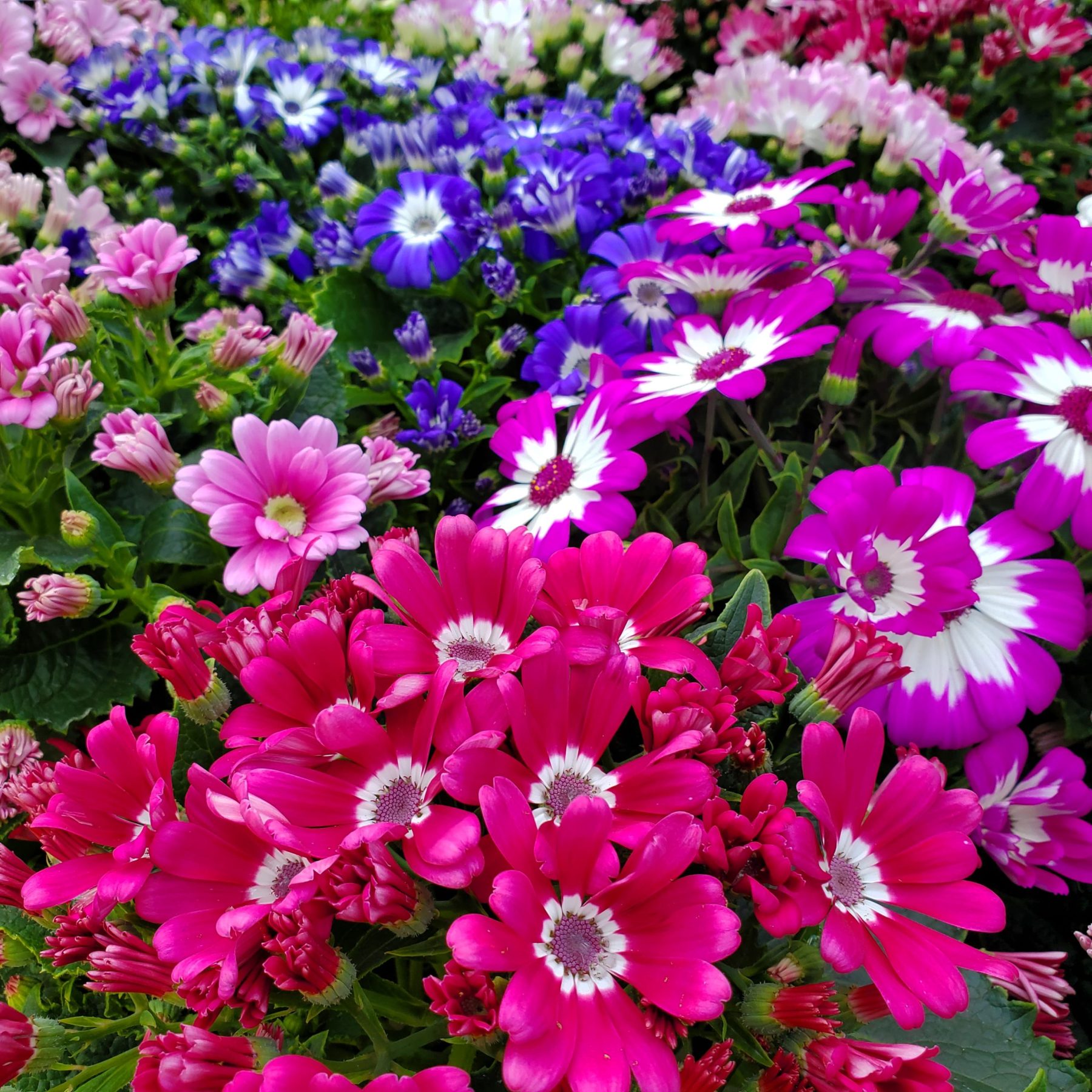 Cineraria Mix Virágmagok - Több mint 10 Színben-Clara Rosan