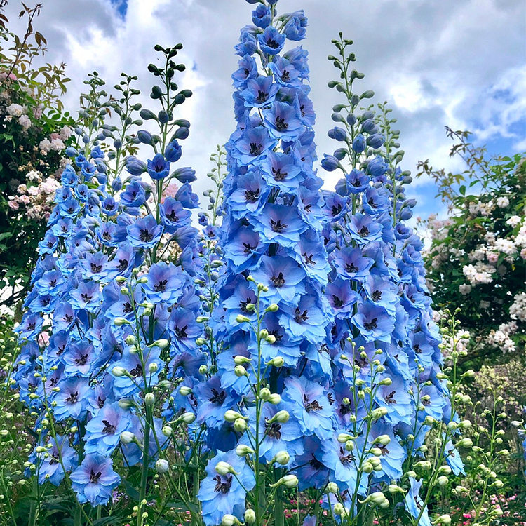 Delphinium magok - vegyes 7 szín-Clara Rosan