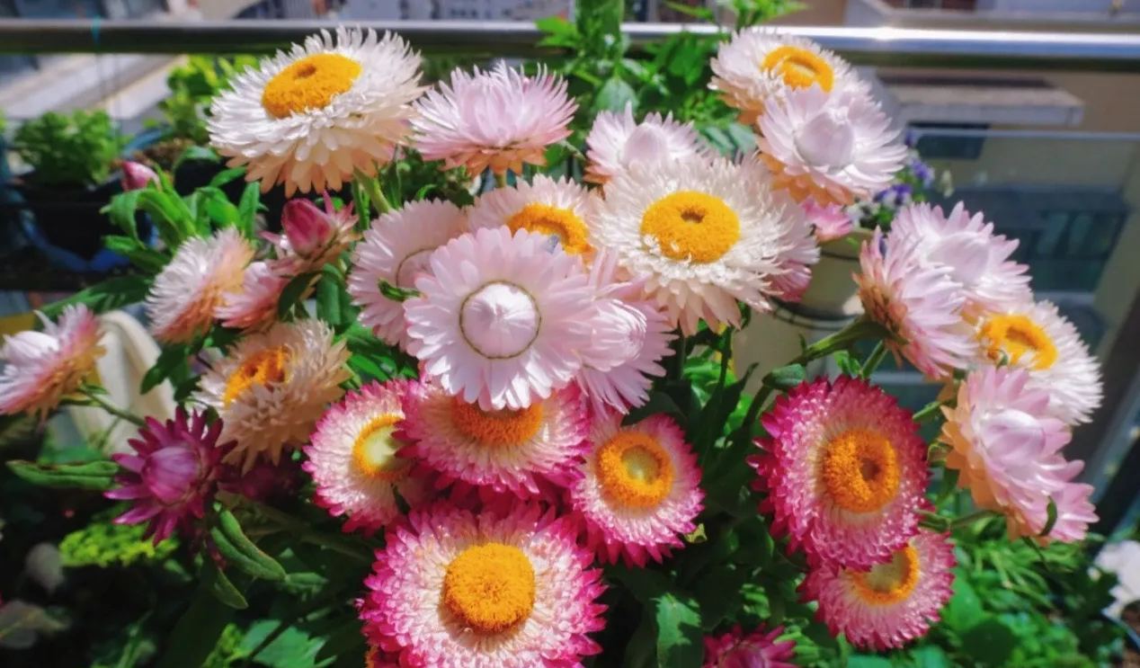 100 mag - vegyes szalmavirág Helichrysum virágmagok - örök virág-Clara Rosan