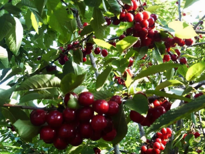 Rainier Cherry Fruit Seeds(🪴Vásárolj 3-at, 1 ingyen🌿Télre is ültethető)-Clara Rosan