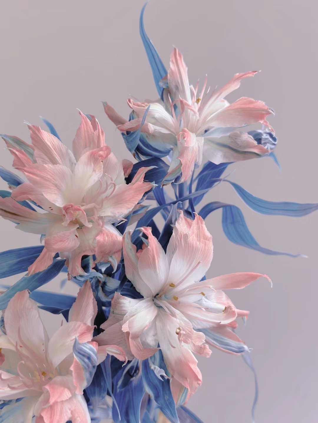 Japán dupla alstroemeria-Clara Rosan