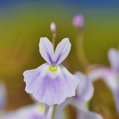 Utricularia sandersonii magok-Clara Rosan