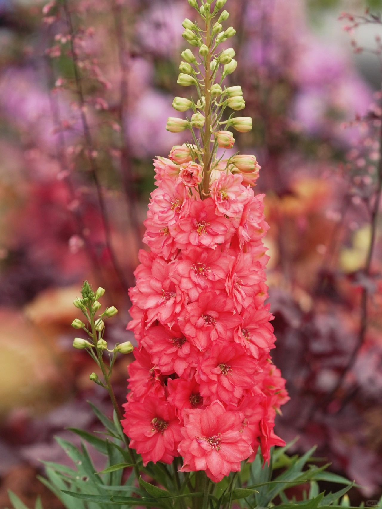 Delphinium magok - vegyes 7 szín-Clara Rosan