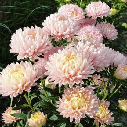 Aster Seeds (Peony Duchess) - Sárgabarack-Clara Rosan
