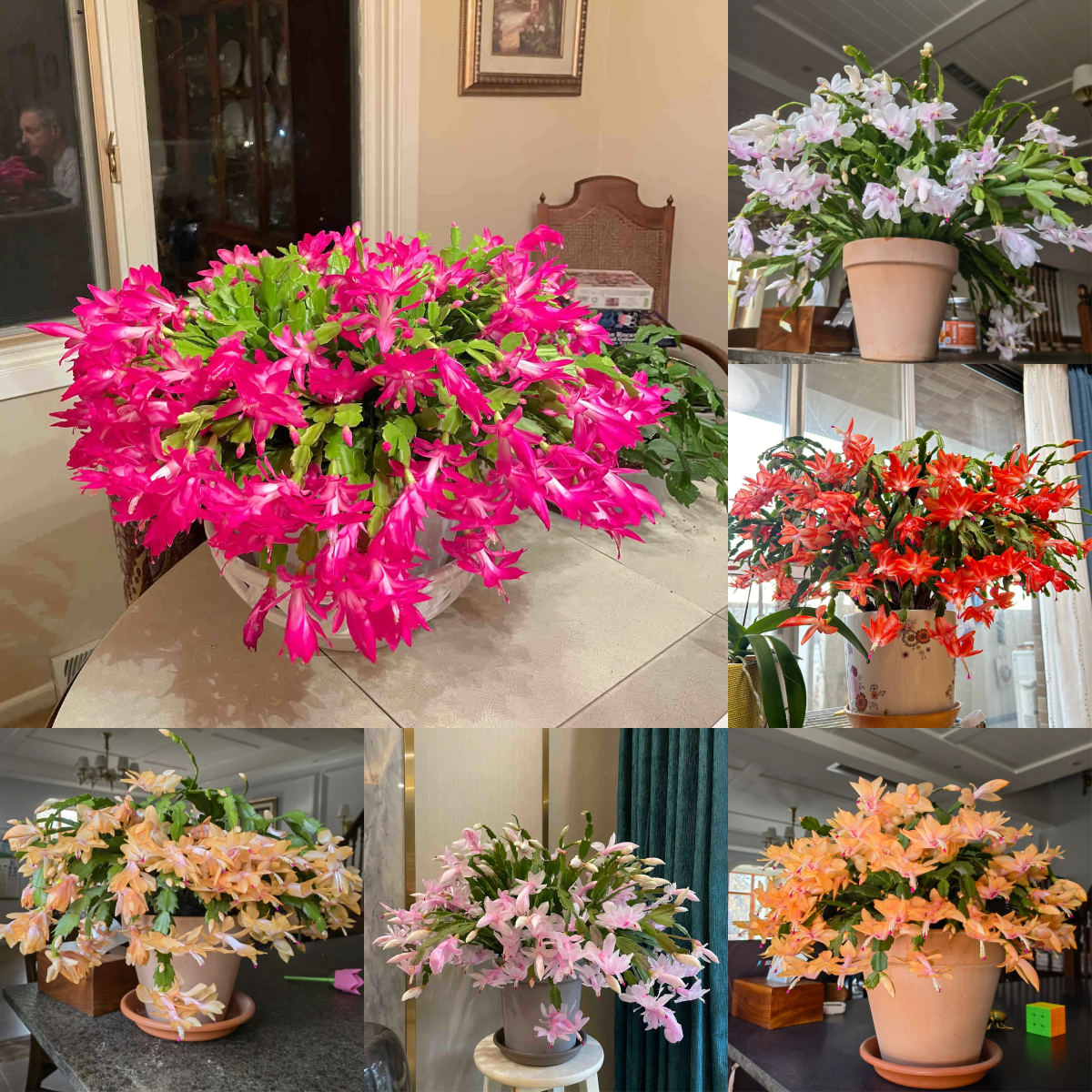 Rákkarom Orchidea - A hab a tortán-Clara Rosan