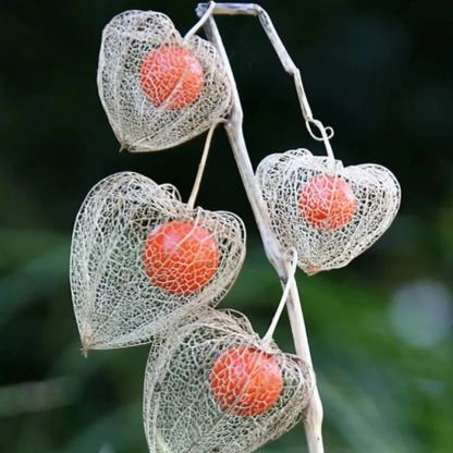 🎉65% KEDVEZMÉNY💥🔥Lámpás Cseresznye Magvak🍓🍒Téli Földi Cseresznye-Eper Földi Cseresznye-Clara Rosan