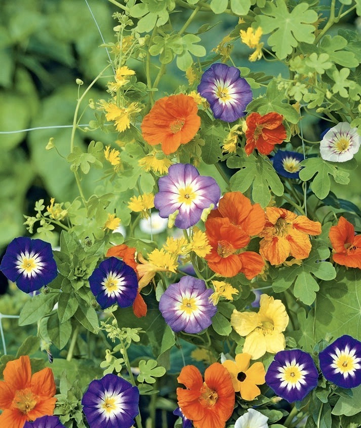 Városnéző keverék Veronica magok-Clara Rosan