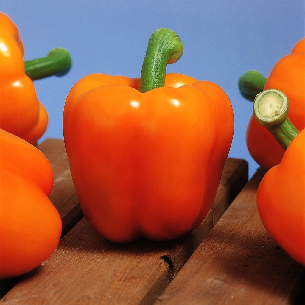 Paprika Milena F1 Bio-Clara Rosan