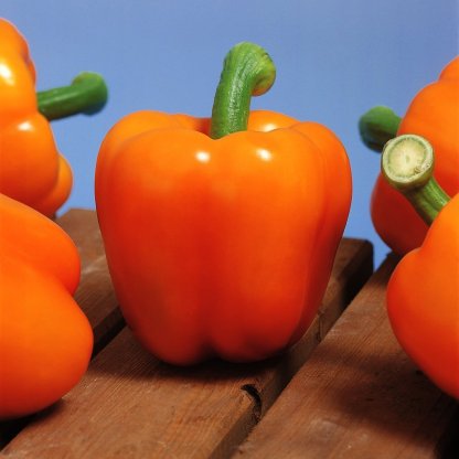 Paprika Milena F1 Bio-Clara Rosan