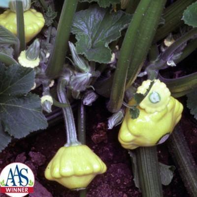 Tök Sunburst F1-Clara Rosan