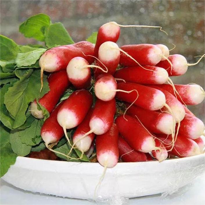 Hüvelykujj gyümölcs retek magok-Clara Rosan