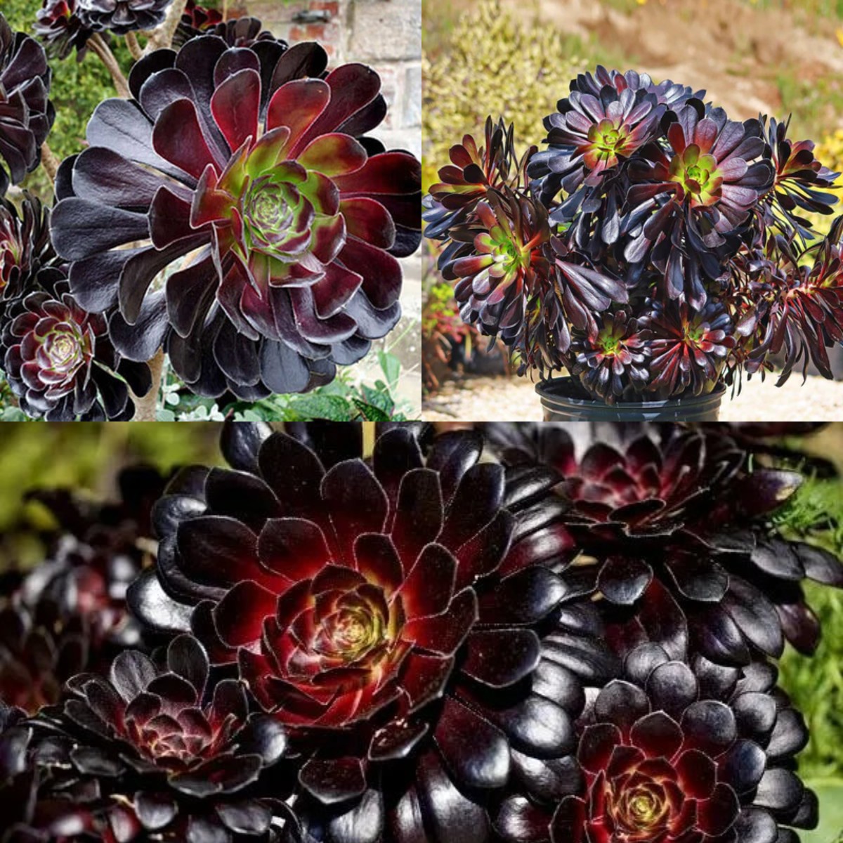 Aeonium arboreum Sötétlila-Clara Rosan