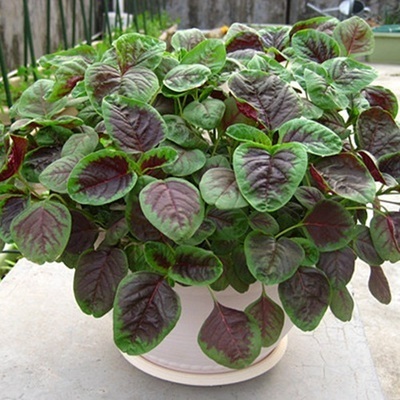 Nagylevelű vörös amarántmagok-Clara Rosan