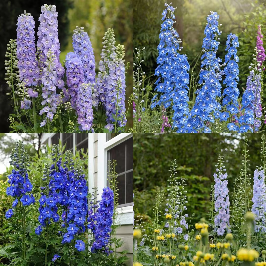 Delphinium magok - vegyes 7 szín-Clara Rosan