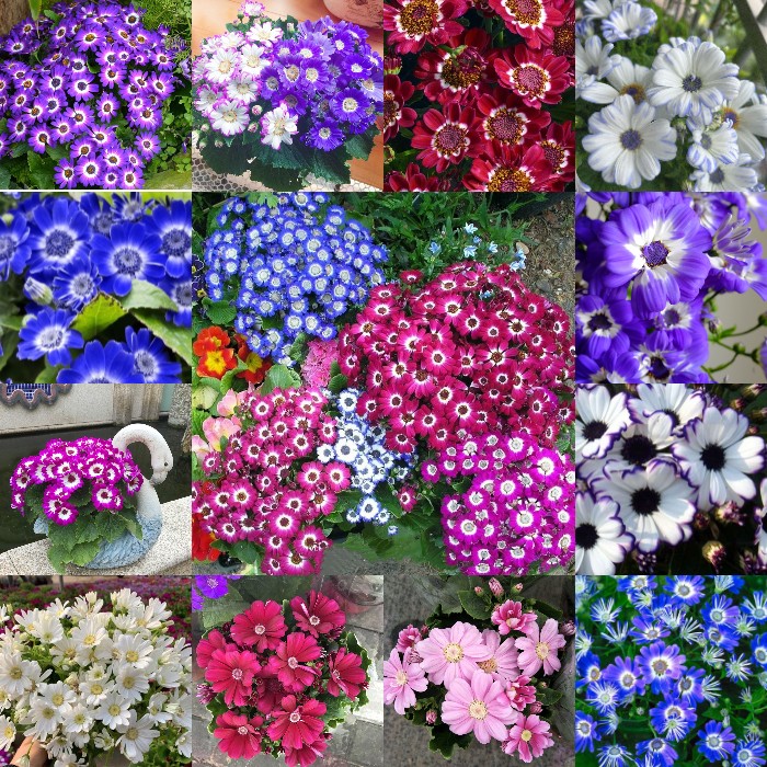 Cineraria Mix Virágmagok - Több mint 10 Színben-Clara Rosan