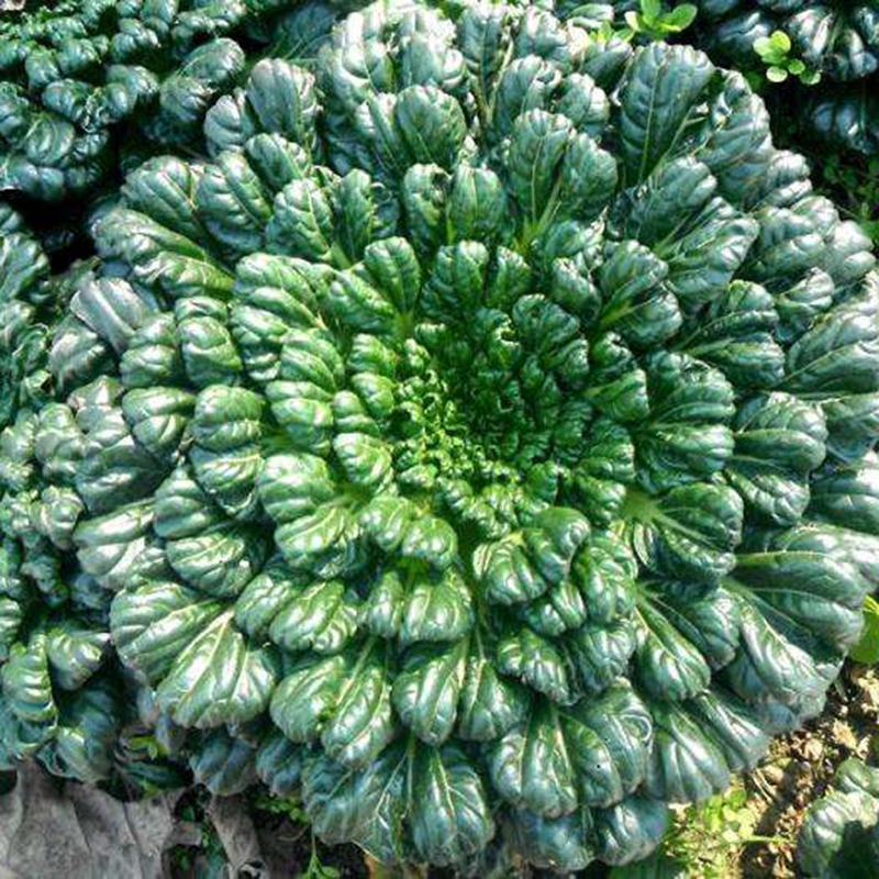 🥬Brassica Narinosa magok 🥬-Clara Rosan
