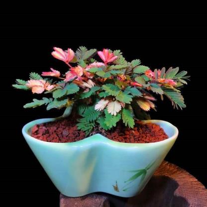 SZÍNES MIMÓZA MAGOK-Clara Rosan