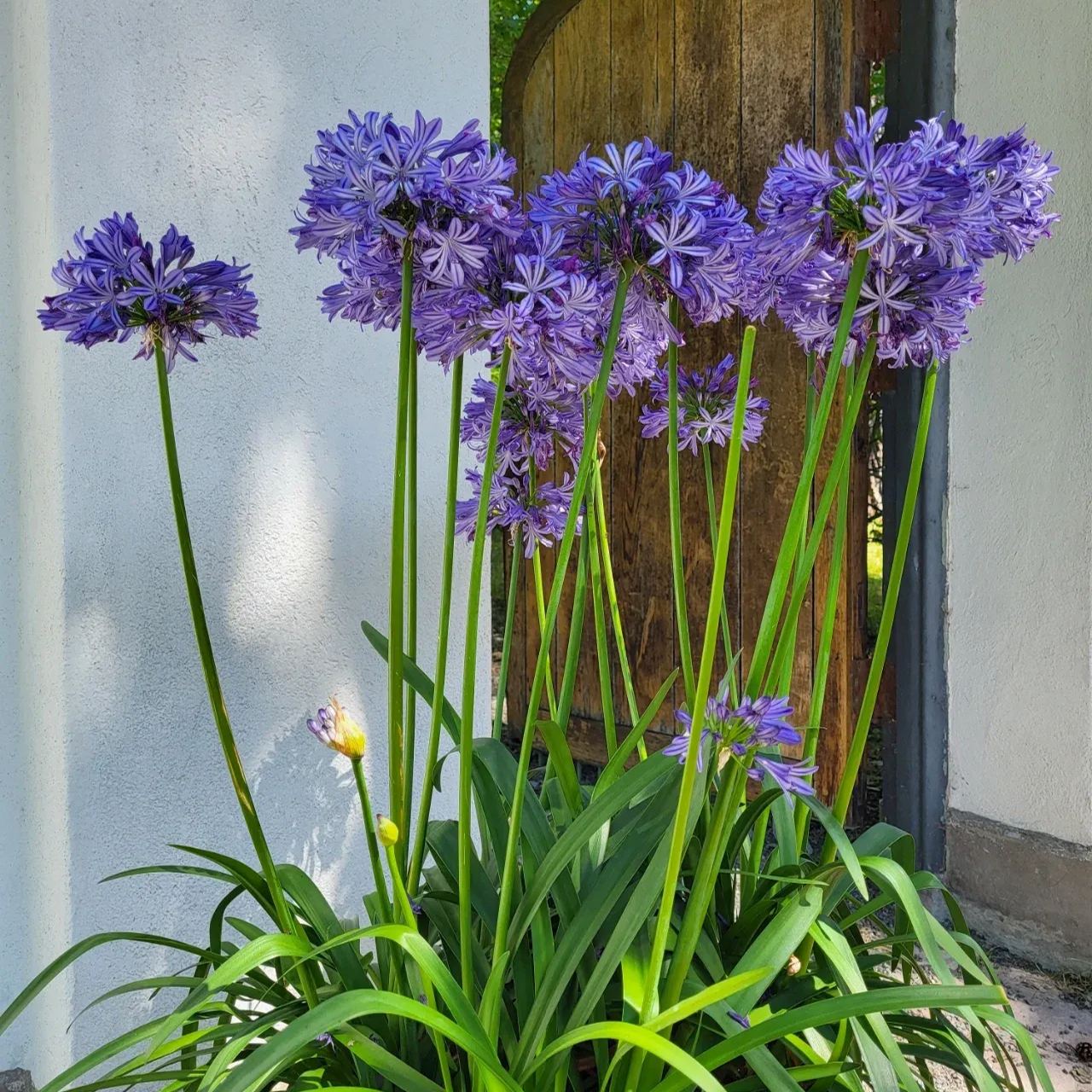 Agapanthus africanus 'Fekete buddhista'-Clara Rosan
