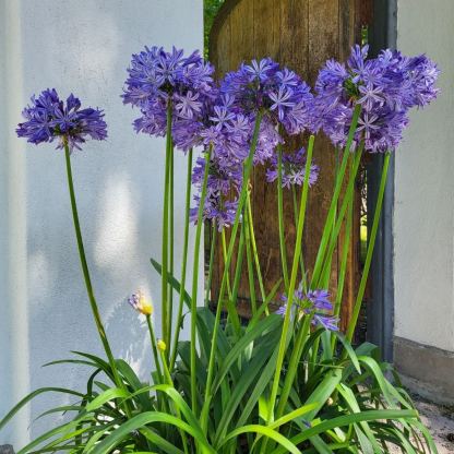 Agapanthus africanus 'Fekete buddhista'-Clara Rosan